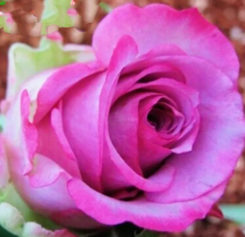 失眠吃中药能睡药一停又会失眠吗,失眠吃中药副作用大吗