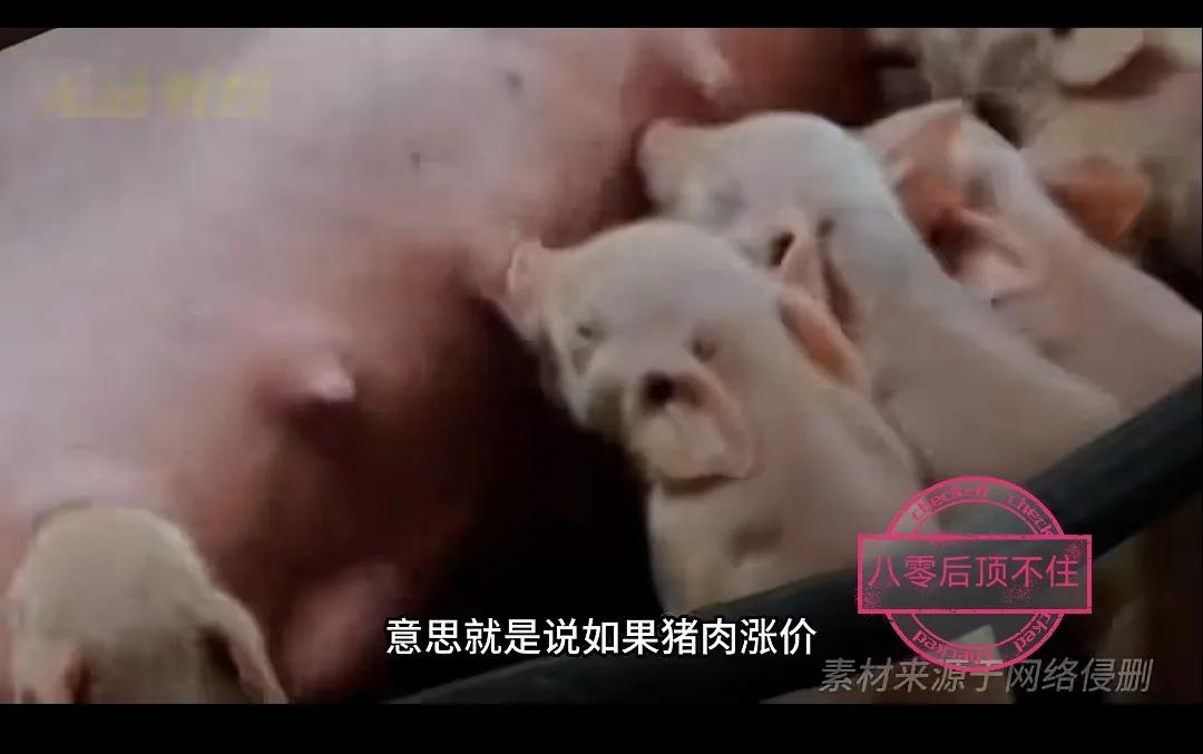 一个神话当代成真，猪八戒高八戒！美国高盛大财团抄底收猪企