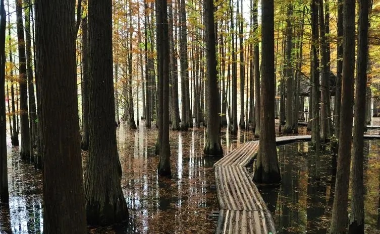 12月南京有哪些免费景点,南京市民免费旅游景点