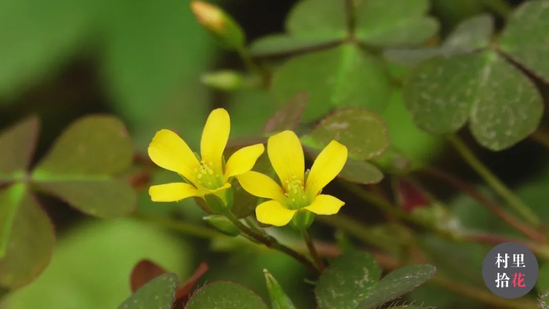 红花酢浆草简介,红花酢浆草喜欢酸性还是碱性土壤