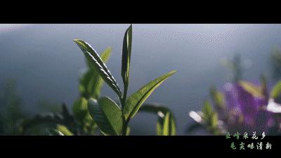 婀栧寳鎵惰传鑼跺彾,鎵惰传瀵瑰彛甯壎婀栧寳