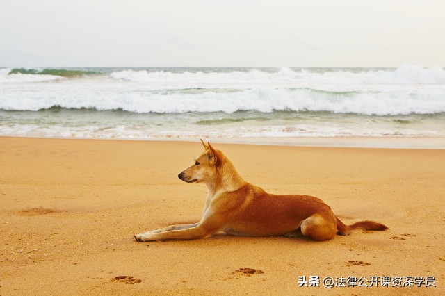 物业对小区养狗有哪些义务和责任,小区宠物管理物业有多大权利