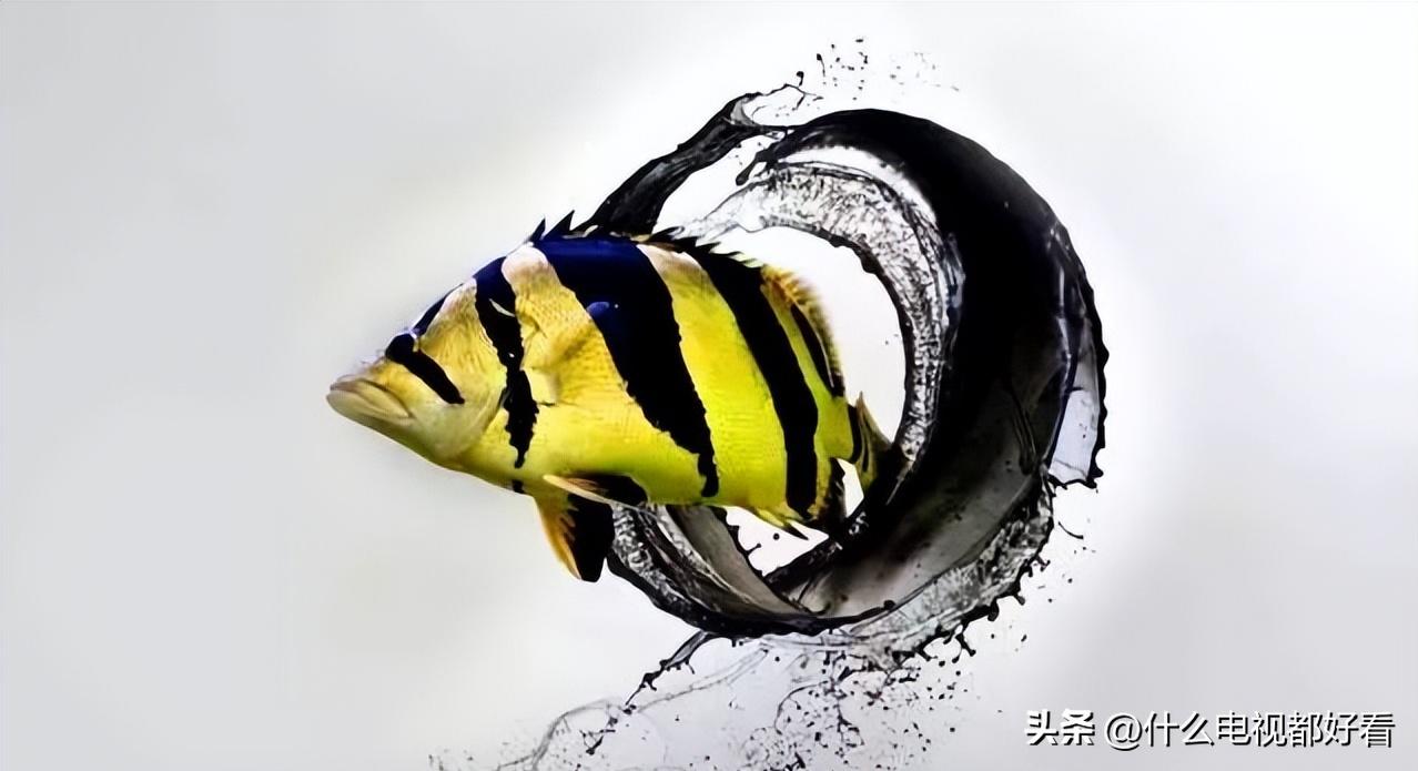 教你认识和饲养「水中斗士，鱼中猛虎」“虎鱼”