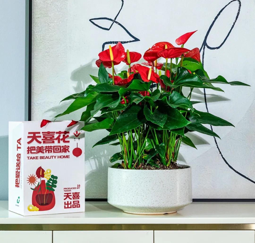 红掌开败的枝条也要剪掉吗,过完年开败的蝴蝶兰不要扔