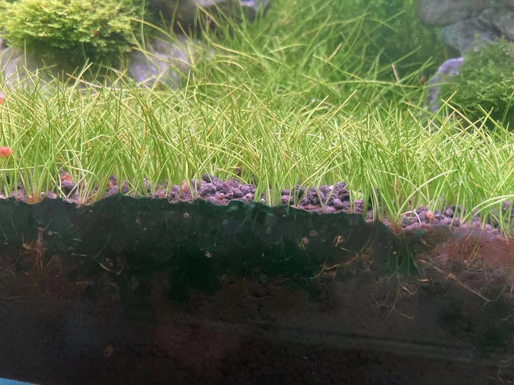 藻类植物可以预防疾病吗,杀菌盐可以预防藻类吗