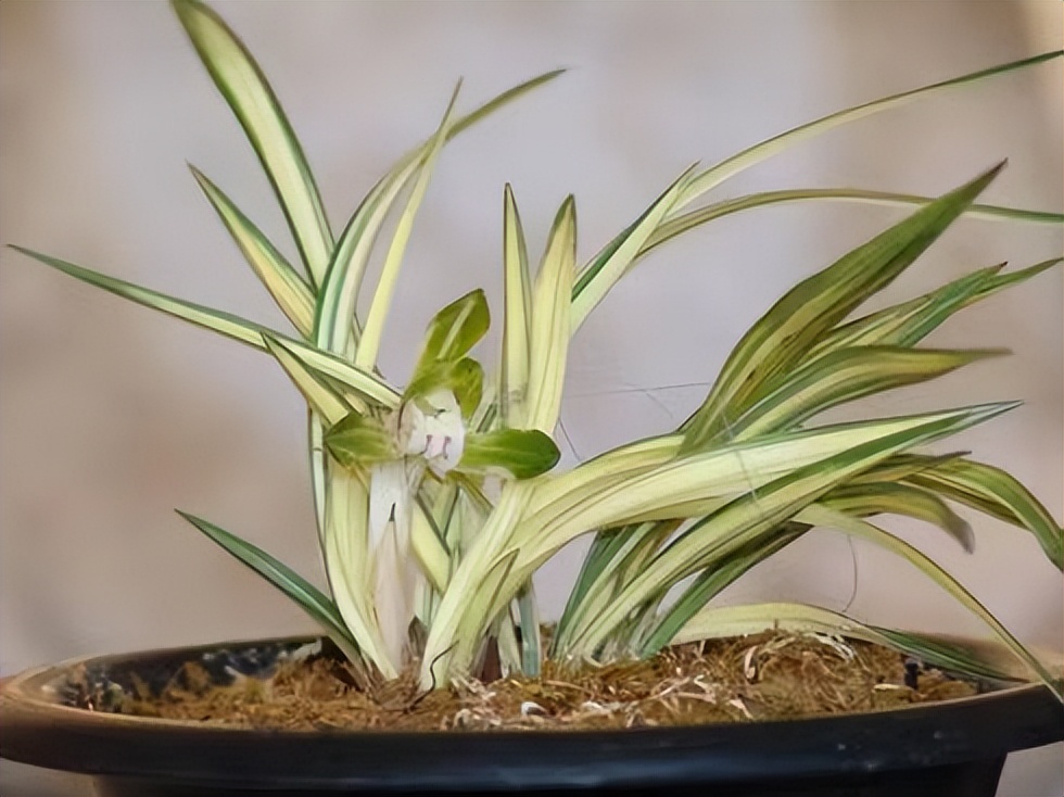 赞美兰花的成语,兰花的吉祥成语