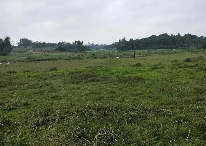 日本人山东租1500亩地的故事 (2006年日本人在山东租50亩地)