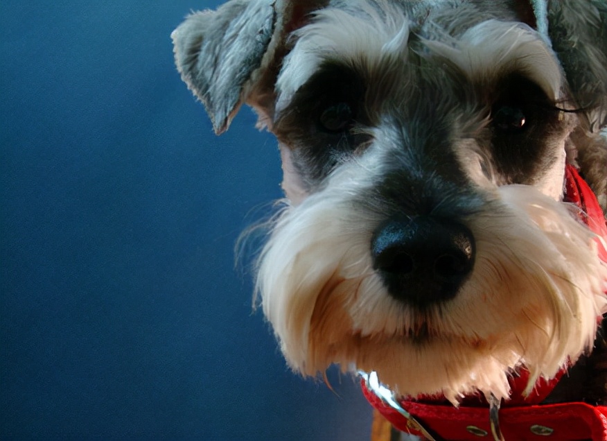 产后一个月的雪纳瑞犬，还会流出红色粘液，该如何治疗呢？