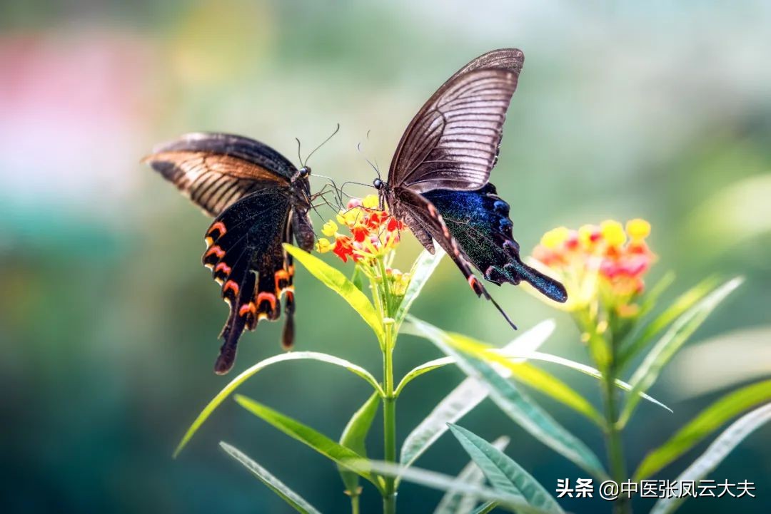 一针治疗子宫肌瘤特效针法,甲状腺和乳腺同时有问题先治哪个