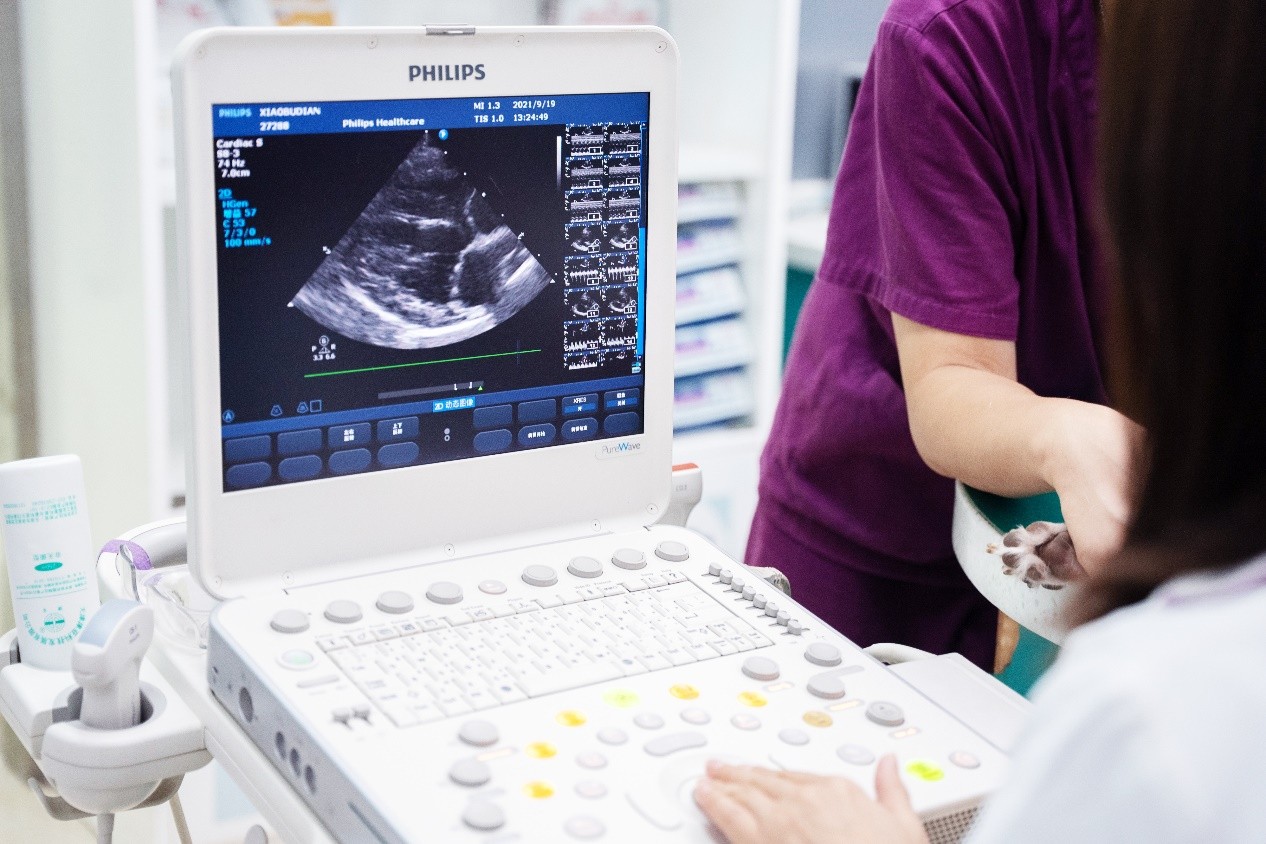 瑞派宠医孟庆鸿——从宠主到宠物心脏专科医生的精进之路