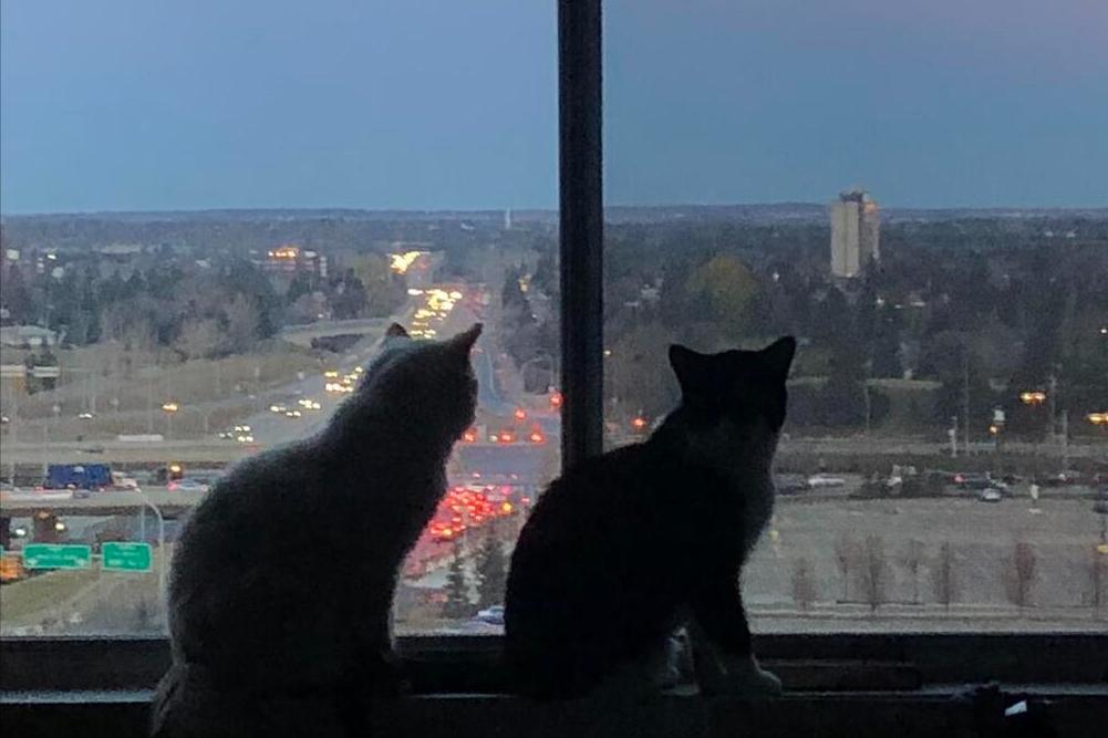 猫半夜跑酷的对策,猫咪半夜跑酷怎么扭转它的作息