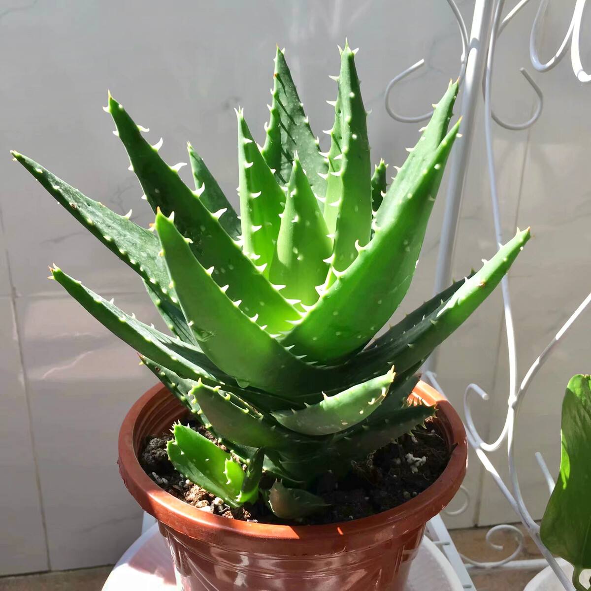 十种养不死的室内花,十种不容易生虫的花