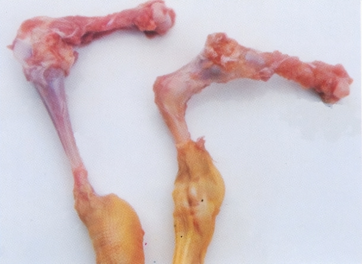 畜禽维生素缺乏的原因,养鸡微量元素缺乏的症状