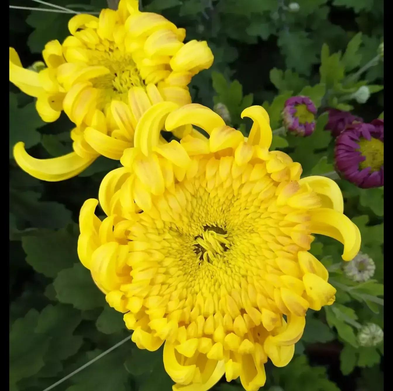 “牙疼不是病”（杂文）「文/张天兴」