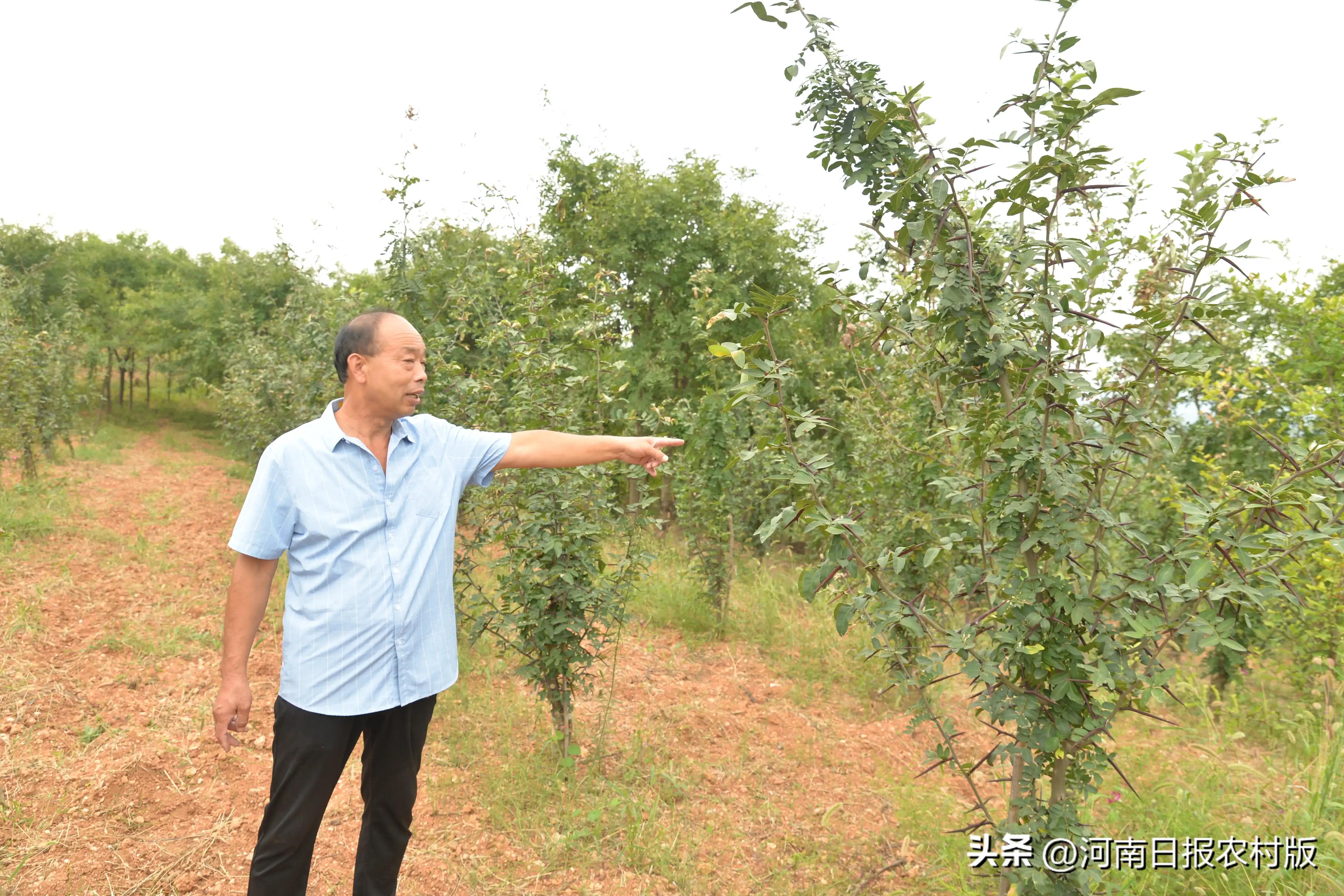 洛阳优秀乡贤—嵩县郭绍波：一根皂刺闯天下