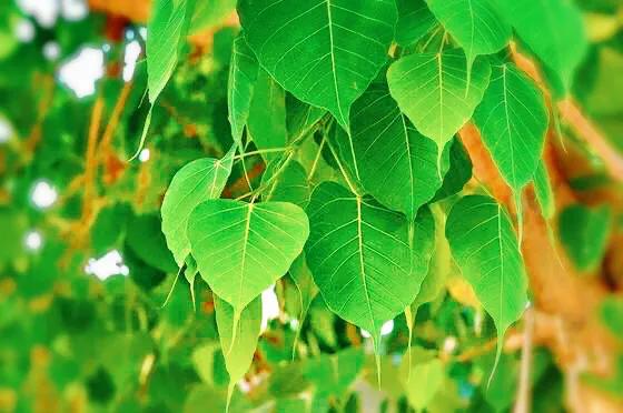菩提树风景视频,菩提树唯美视频