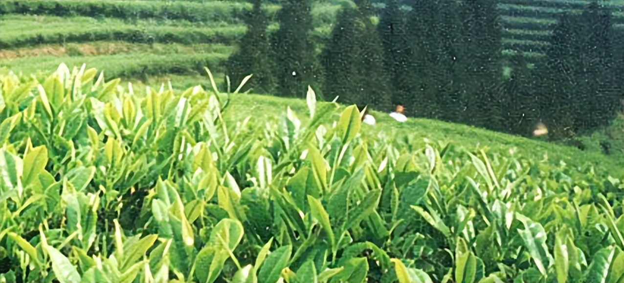 天福茗茶品牌的发展过程,天福茗茶过个好年