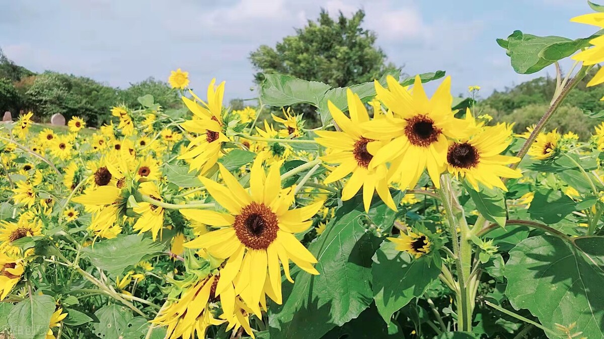 养好教师习惯通往职业幸福——《十二个习惯让教师更幸福》感悟二