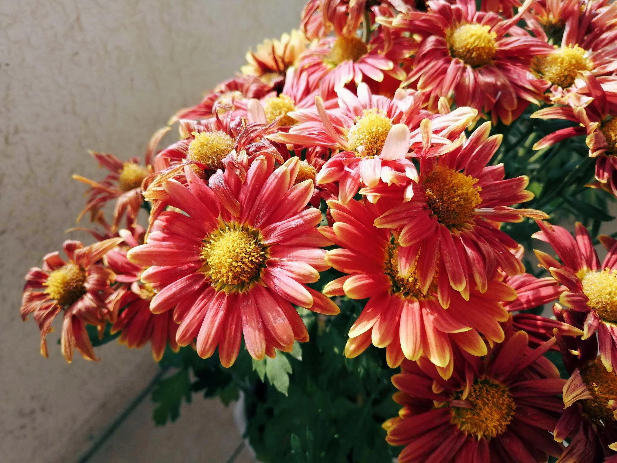 冷冬寒菊,冬菊与夏菊的区别