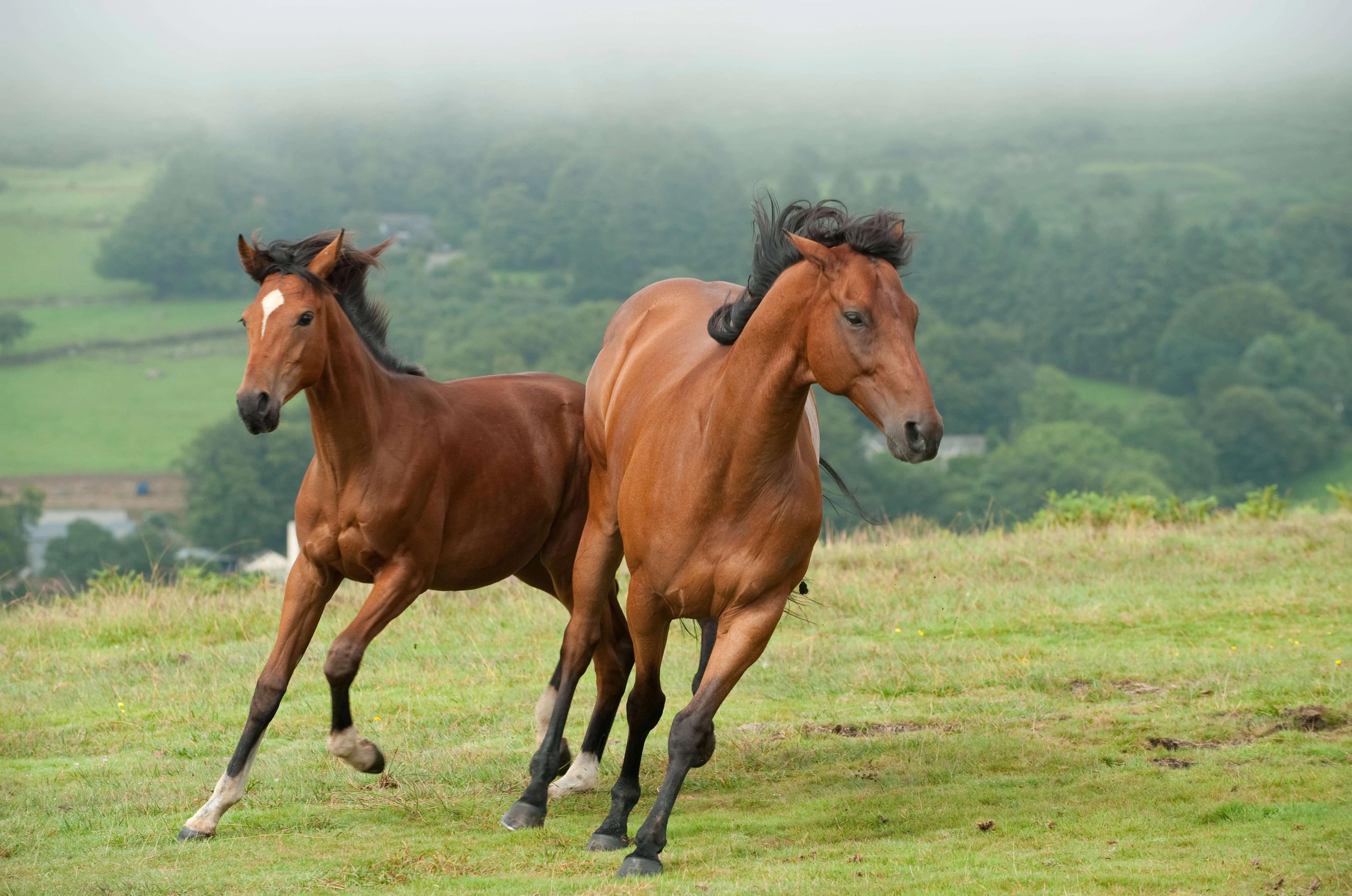 濡傛灉浣犳槸灏忛┈浣犱細鎬庝箞杩囨渤,灏忛┈鏈変粈涔堝姙娉曢『鍒╄繃娌冲憿