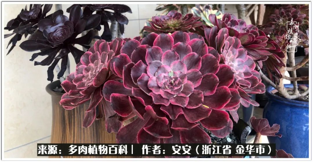 多肉法师花卉品种大全,多肉法师为什么叫法师