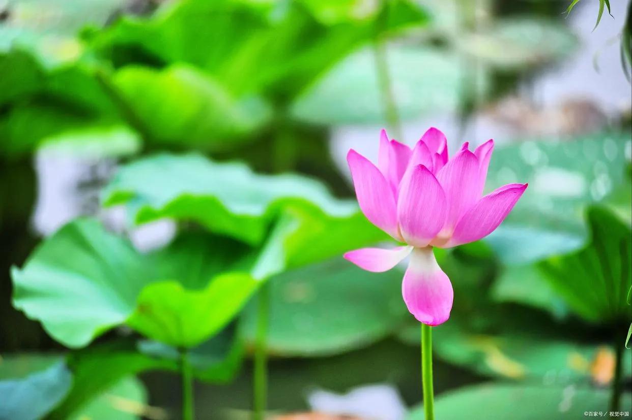 惊艳千年的“花之仙子”，唯美了整个夏天