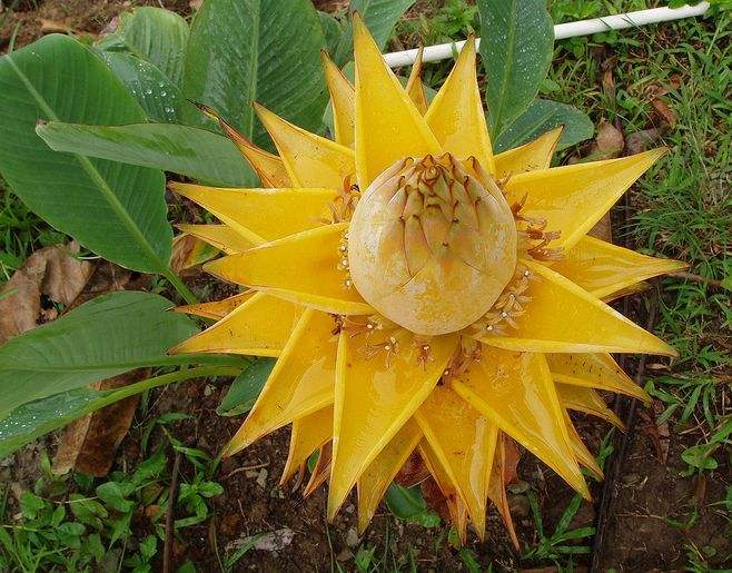 开花形状奇特的植物,一朵花开好久的植物