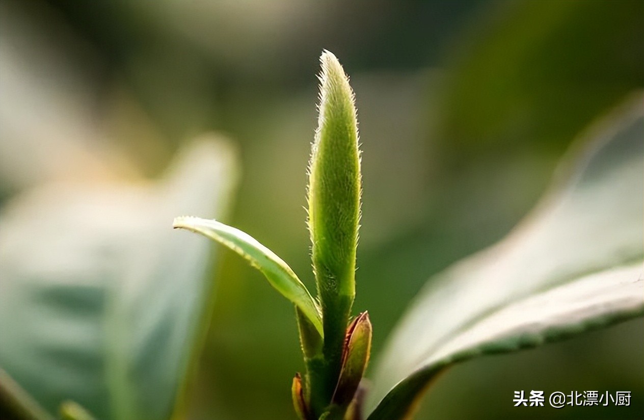 茶叶有假的吗怎么辨别,茶叶有假茶吗