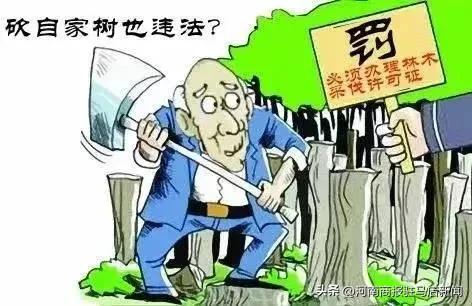 未办理林木采伐许可证砍自己家树,伐自家的树用申请吗