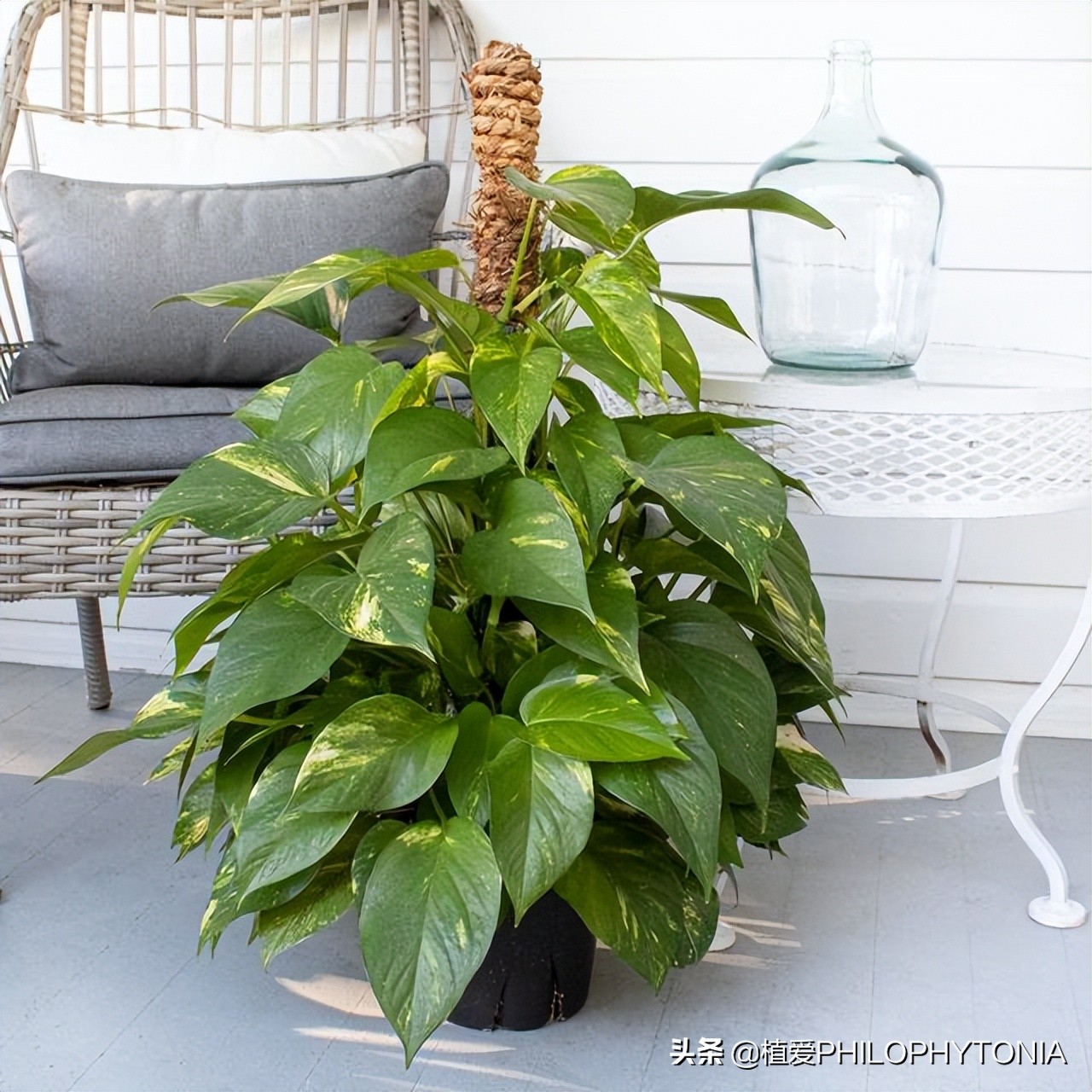 花境常绿植物推荐,室内大型开花植物推荐