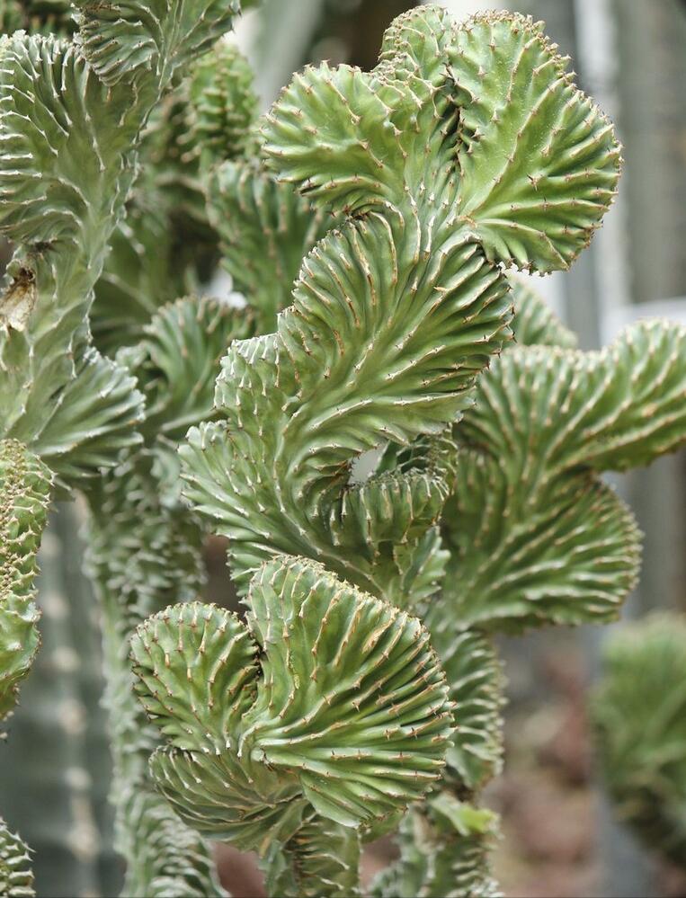 四种镇宅之花,100种镇宅花卉大全