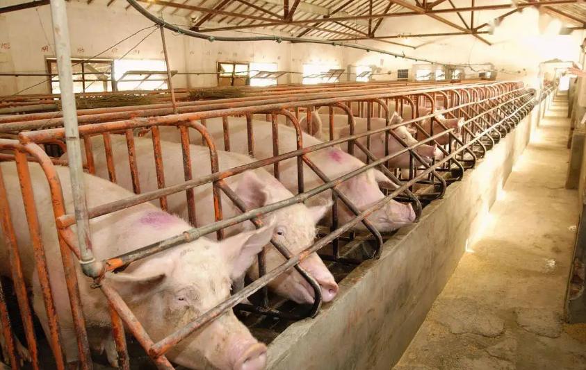 现在养猪还挣钱吗,养猪赚钱吗现在还有前景吗