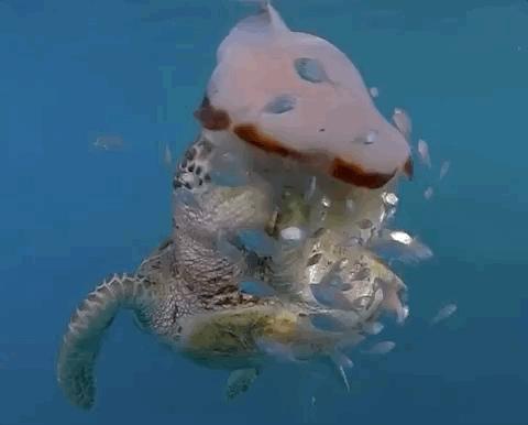 27张惊悚的动物照：青蛙被鼓风机活活风干，海鸥当街活吞大老鼠