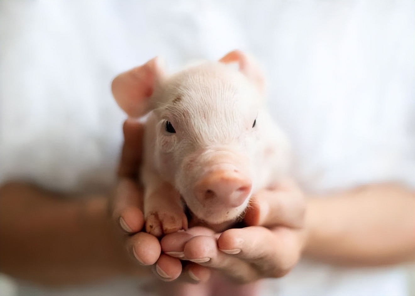 中粮进口“品意大利猪肉,鉴风味中国”大理品鉴会,诚邀您参加