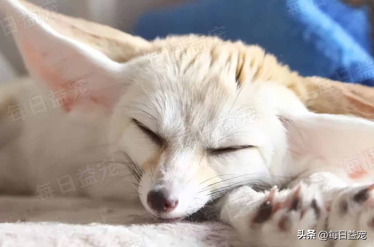 花500元从网上买的猫,6000元的纯种布偶猫