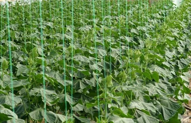 南瓜秧旺长不结瓜怎么办,黄瓜南瓜丝瓜的花多半都不会结果