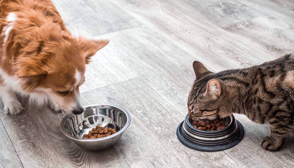 营养均衡的宠物零食哪个牌子好
