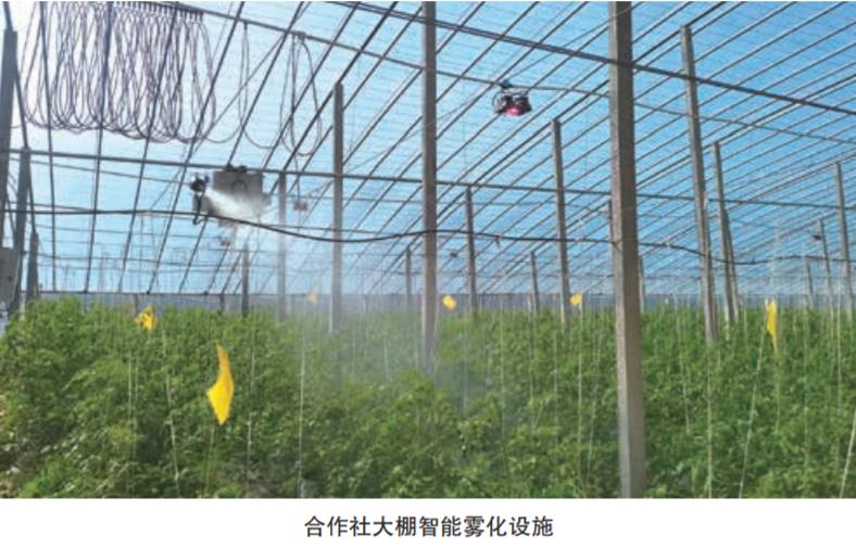 打造寿光蔬菜品牌推动农业产业化,打造致富型小菜园