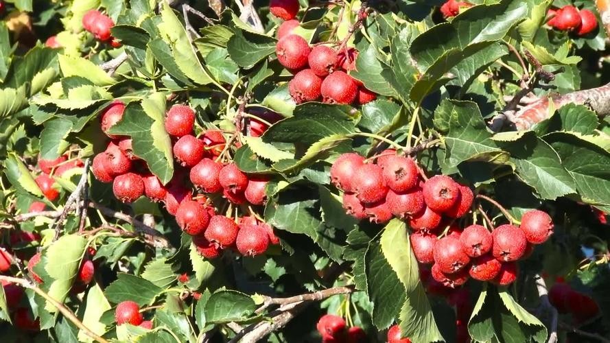 山楂树各阶段病虫害防治技术,山楂树病虫害如何防治