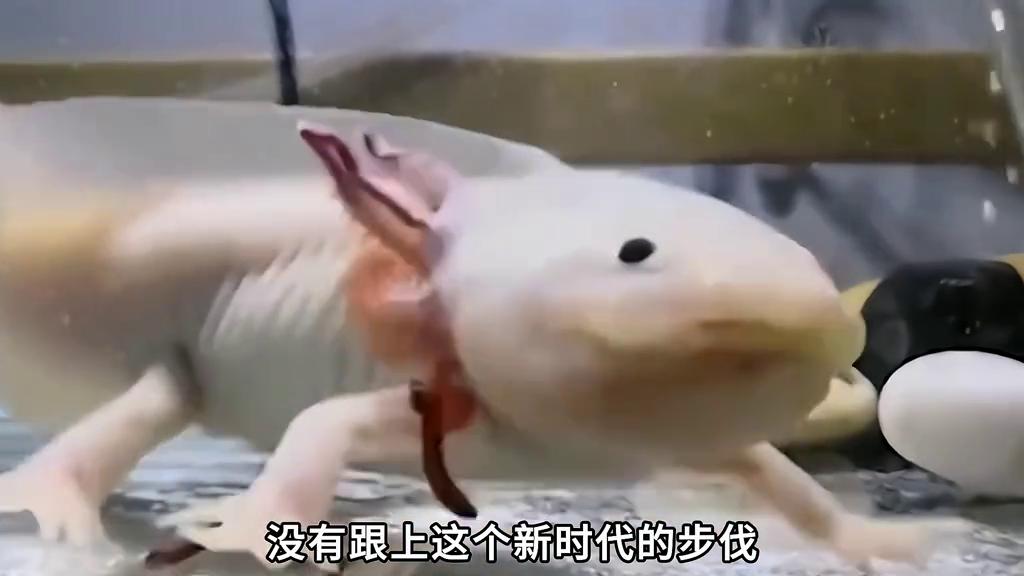 六角恐龙为什么能容颜不老,六角恐龙颜值