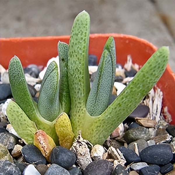 102个大类近500个多肉植物图片，都极其美丽，建议在家中也养一盆