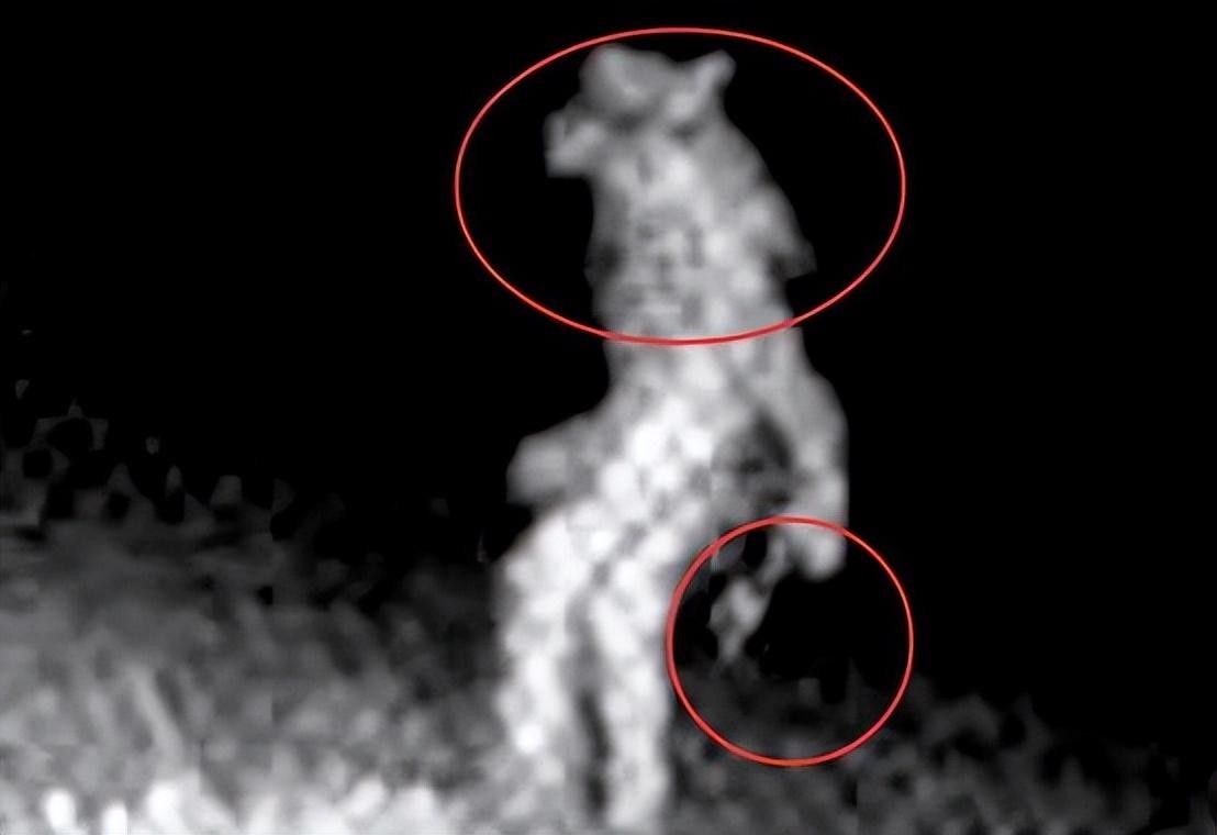 美国动物园偶遇狼人,美国哪个动物园有狼人