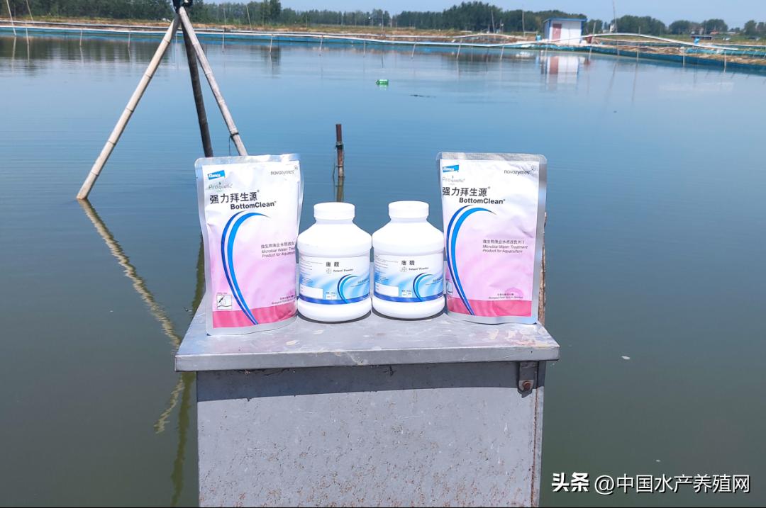 养蟹一亩能挣多少钱,养1亩鱼塘螃蟹的利润