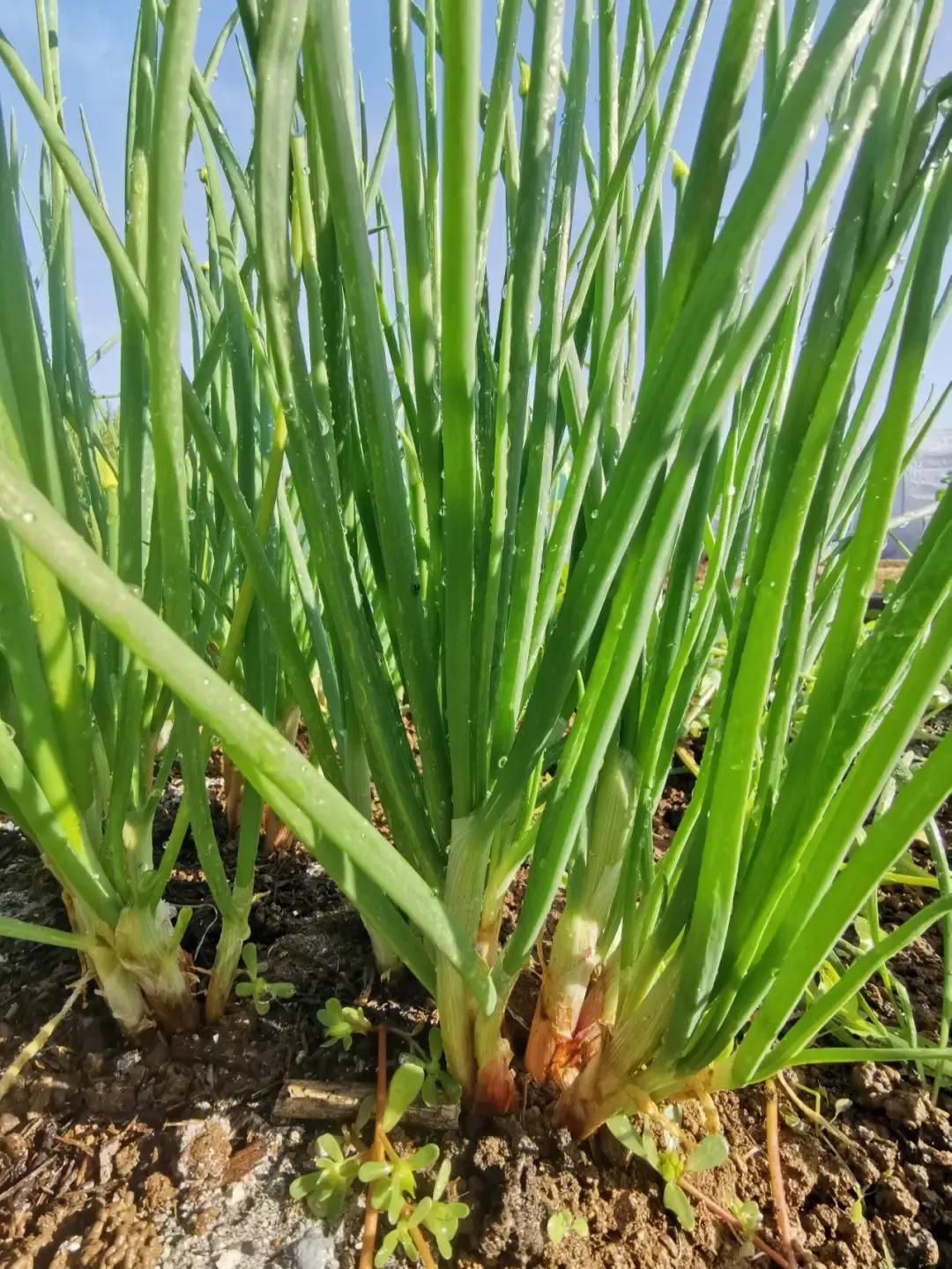 汉字的来源300字,汉字的来源30字左右