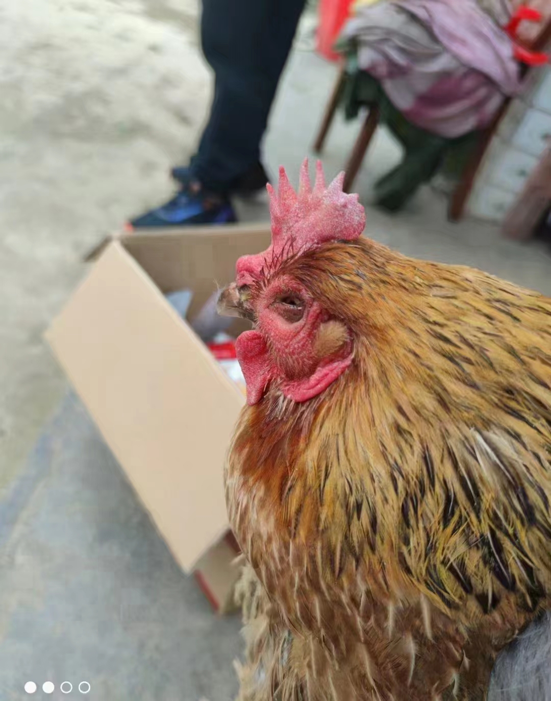 公鸡冠癣的最佳治疗方法,鸡身上长癣怎么治疗最好