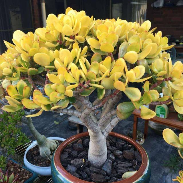 客厅有树十有九福,家中有树十家九富