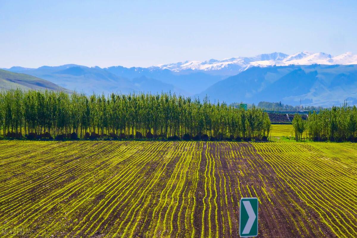 我，在上海做会计，决定回家乡种蔬菜，两年后我的收入达到了60万