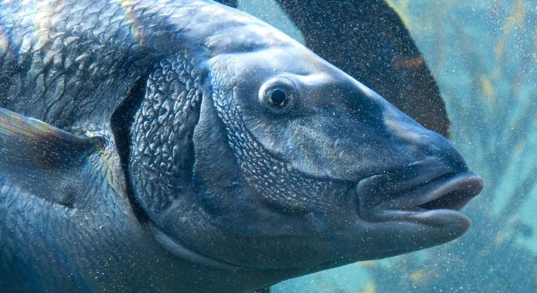 野钓有杂草鲫鱼打窝最佳配方,浮钓打窝怎么诱鱼