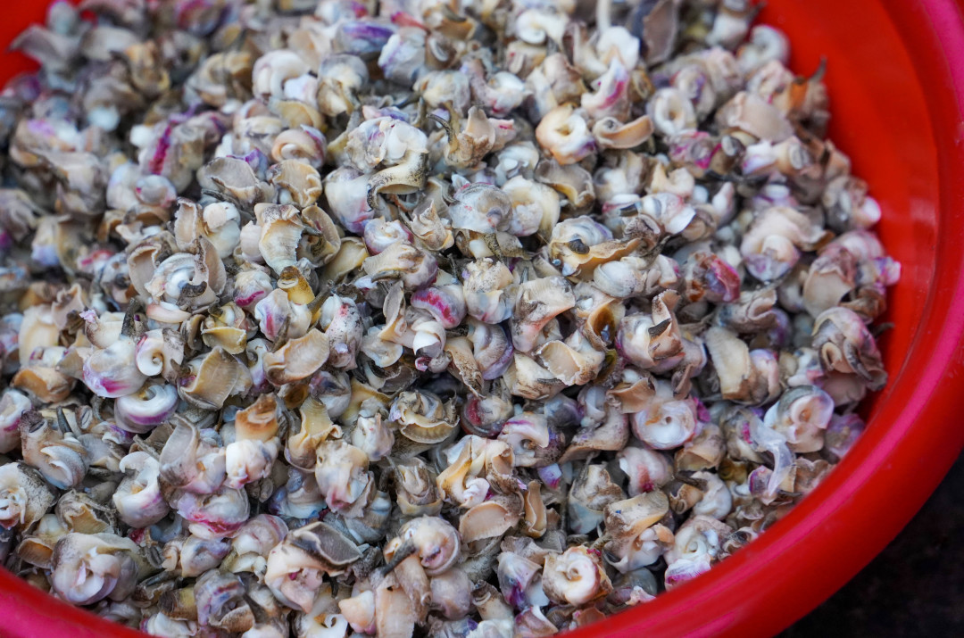 火速收藏！这里有一份中国吃螺图鉴