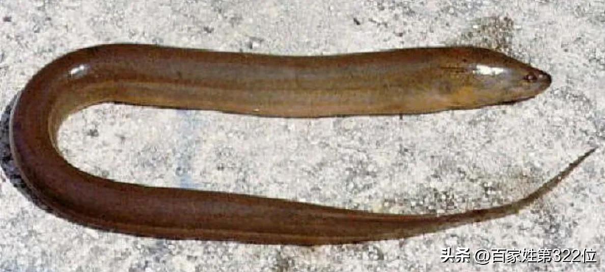 各种鱼名称的由来,各种鱼名的由来